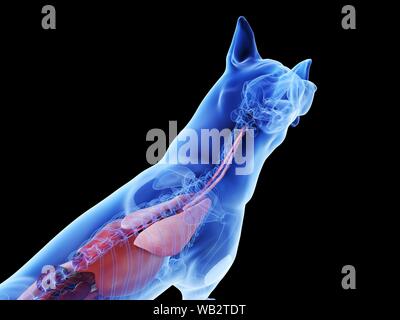 L'anatomie du chien, illustration de l'ordinateur. Banque D'Images