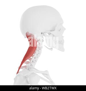 Le muscle splénius capitis, illustration de l'ordinateur. Banque D'Images