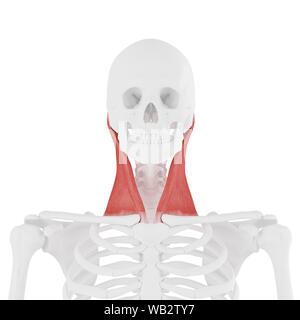 Muscle sterno-cléido-mastoïdien, illustration de l'ordinateur. Banque D'Images