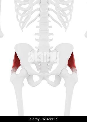 Le muscle moyen fessier, illustration de l'ordinateur. Banque D'Images