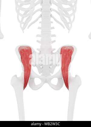 Muscle Iliacus, illustration de l'ordinateur. Banque D'Images