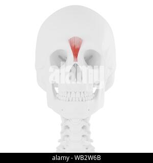 Muscle Procerus, illustration de l'ordinateur. Banque D'Images