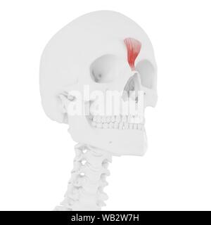Muscle Procerus, illustration de l'ordinateur. Banque D'Images