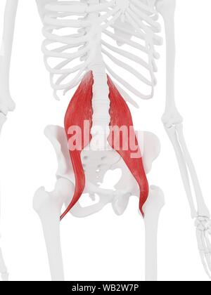 Muscle grand psoas, illustration de l'ordinateur. Banque D'Images