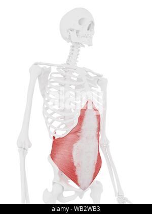 Muscle transverse de l'ordinateur, l'illustration. Banque D'Images