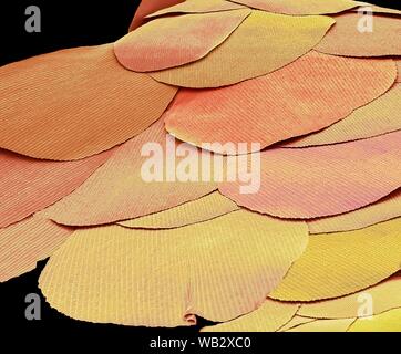 Les lépismes échelles (Lepisma saccharina). Couleur de l'analyse des électrons Microphotographie (SEM) d'échelles à partir d'un les lépismes. Les lépismes primitive est un insecte qui n'a pas changé depuis des millions d'années, et est considéré comme un fossile vivant. Les lépismes est ainsi nommé parce qu'il est recouvert de petites écailles luisantes. Il s'agit d'un ménage commun, lutte contre les ravageurs qui se nourrissent de l'amidon dans les aliments, des livres et des vêtements. Grossissement x300 lors de l'impression 10 cm de large Banque D'Images