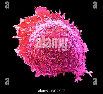 Ostéoblaste cellule osseuse. Couleur de l'analyse des électrons Microphotographie (SEM) d'une cellule osseuse ostéoblastique. Osteocytes sont les ostéoblastes (cellules productrices d'os) qui se sont retrouvés piégés dans les cavités osseuses (lacunes, des dépressions dans les os). Ils produisent et sécrètent la matrice organique de l'os (ostéoïde). Dès que se forme ostéoïde, sels de calcium cristallisent l'intérieur de celle-ci pour former de l'os minéralisé, dur. Agrandissement : x4000, une fois imprimées 10 centimètres de large. Banque D'Images