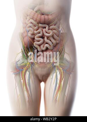 Anatomie de l'abdomen femelle, illustration de l'ordinateur. Banque D'Images