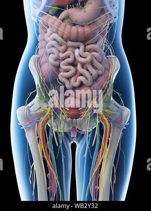 Anatomie de l'abdomen femelle, illustration de l'ordinateur. Banque D'Images