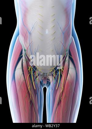 Anatomie de l'abdomen femelle, illustration de l'ordinateur. Banque D'Images