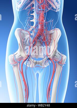 Système vasculaire abdominale femelle, illustration de l'ordinateur. Banque D'Images