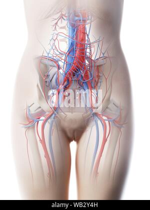 Système vasculaire abdominale femelle, illustration de l'ordinateur. Banque D'Images