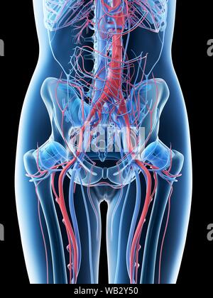 Système vasculaire abdominale femelle, illustration de l'ordinateur. Banque D'Images