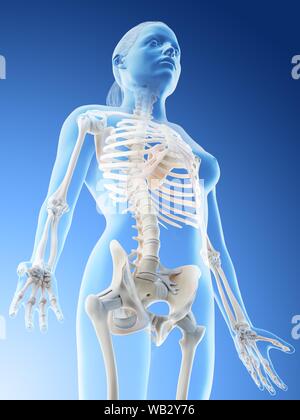 Les os de la partie supérieure du corps féminin, illustration de l'ordinateur. Banque D'Images