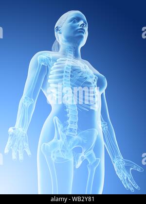 Les os de la partie supérieure du corps féminin, illustration de l'ordinateur. Banque D'Images