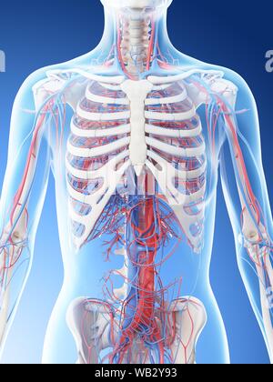 Système vasculaire de la partie supérieure du corps, l'illustration de l'ordinateur. Banque D'Images