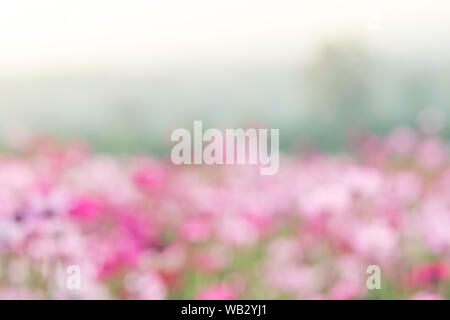 Arrière-plan flou pour fleurs, plantes colorées Banque D'Images