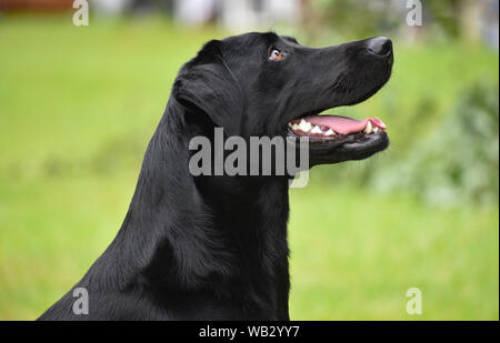 Labrador noir bien formé s'assit en attente d'un ordre de leur propriétaire Banque D'Images