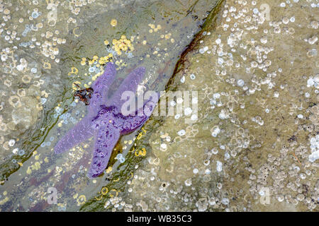 Étoile de mer Étoile de mer pourpre partiellement immergé dans la cuvette de l'eau, de la zone intertidale, Drumbeg Provincial Park, British Columbia, Canada. Banque D'Images