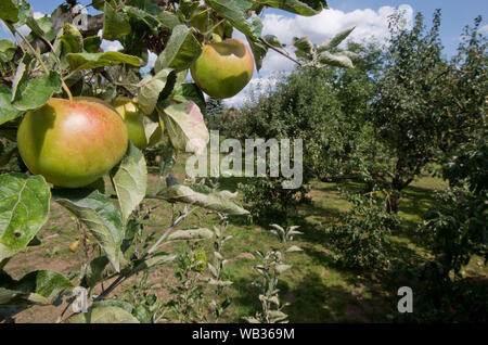 Laatzen, Allemagne. Août 21, 2019. Les pommes poussent dans un verger privé dans la région de Hannovre. Le 24 août et 25, 2019, le Streuobstwiesen-Bündnis Hessen e.V. (Orchard Prairie Alliance de Basse-saxe) lance un appel pour le week-end de l'orchard prairie ouverte. Credit : Julian Stratenschulte/dpa/Alamy Live News Banque D'Images