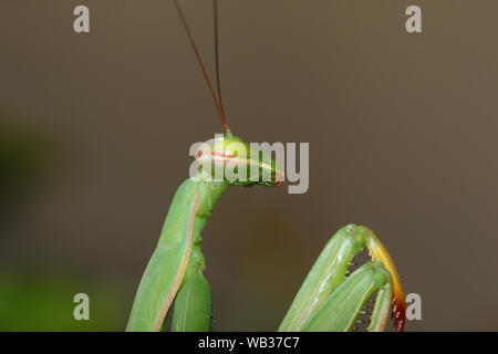 Portrait d'une mante religieuse européenne verte mante Mantis religiosa ou d'Amérique latine ou de l'animal symbole de l'état du Connecticut en été en Italie très close up Banque D'Images