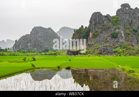 Le majestueux champs de rizières et à l'agriculture dans la région de Hoa Binh géologiques entre les formations de roche karstique près de Hanoi, Vietnam du Nord. Banque D'Images