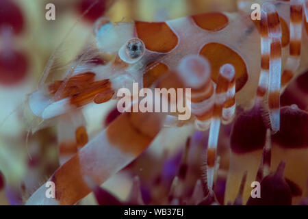 Coleman la crevette sur le feu, Urching Anilao Philippines Banque D'Images