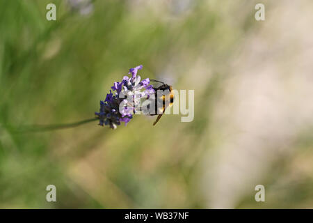 Le cerf de bourdon bourdon Bombus lucorum ou Latin similaire à Bombus terrestris famille apidae se nourrissant d'un buisson de lavande en été en Italie Banque D'Images