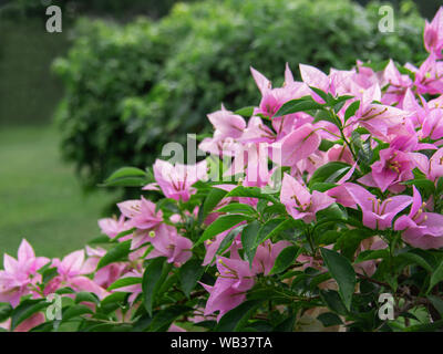 Clouse jusqu'aper fleur en jardin, bougainvillées, Bougainvillea glabra Choisy, nature background Banque D'Images