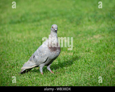 Pigeon sur l'herbe verte, gros plan d'un pigeon gris en parc public Banque D'Images