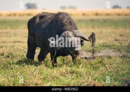 Le buffle africain paissant dans les prairies humides au Botswana, Afrique, avec un fond de savane flou. Banque D'Images