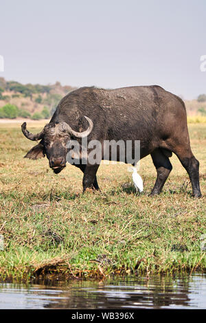 Buffle africain debout au bord de l'eau dans le parc national de Chobe, Botswana, une scène sauvage de safari classique en Afrique. Banque D'Images