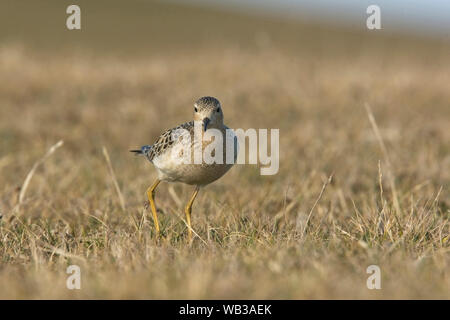 Buff-breasted Sandpiper (Calidris subruficollis), Eshaness, Mainland, Shetland, Scotland, UK. Banque D'Images