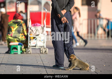 Marrakech, Maroc - 12 mars 2019 : les touristes de prendre des photos avec un singe sur une chaîne à Marrakech, Maroc. Banque D'Images