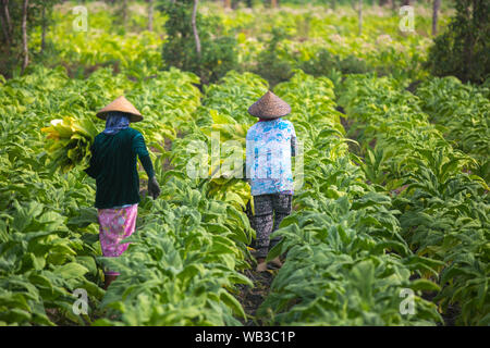 Les personnes travaillant sur la ferme du tabac sur l'île de Lombok, en Indonésie. Banque D'Images