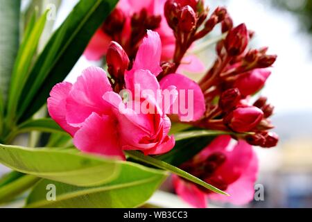 Un bouquet de fleur Banque D'Images