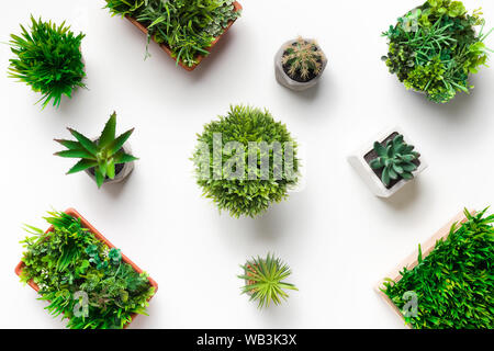 Schéma des diverses plantes vertes dans différents pots Banque D'Images
