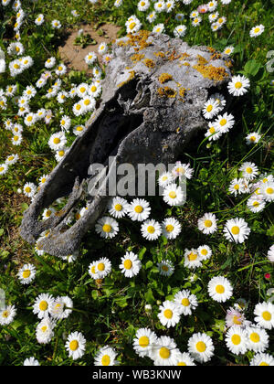 Cheval mort crâne crâne sur prairie et fleurs d'été Banque D'Images