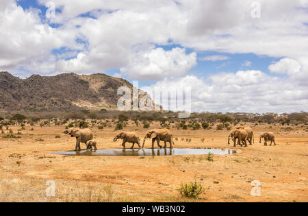 Troupeau d'éléphants africains sur les plaines de savane à Tsavo East Park, Kenya Banque D'Images