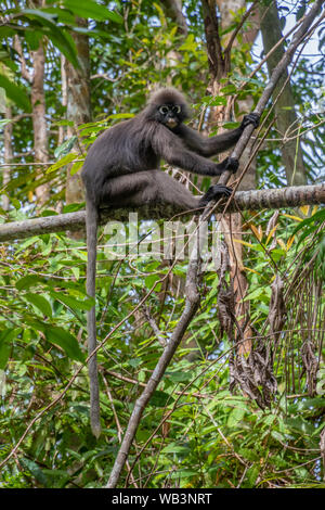 Singe feuille sombre sur l'île de Penang en Malaisie Banque D'Images