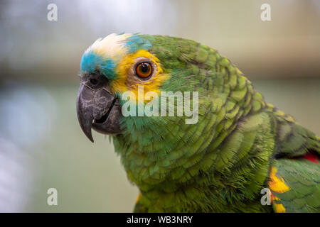 Best Western popinjay perroquet vert close up avec plumes jaune et bleu Banque D'Images