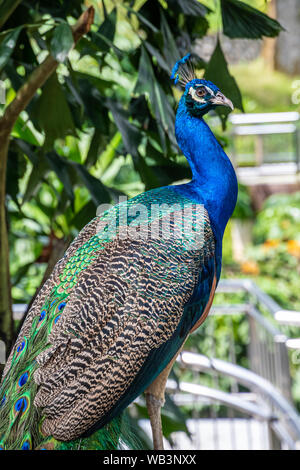 Paons paon avec de belles plumes colorées qui brille dans des tons bleu et vert Banque D'Images
