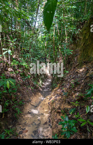 Parc national de Penang un chemin de randonnée à travers la profonde coupe muddy Banque D'Images