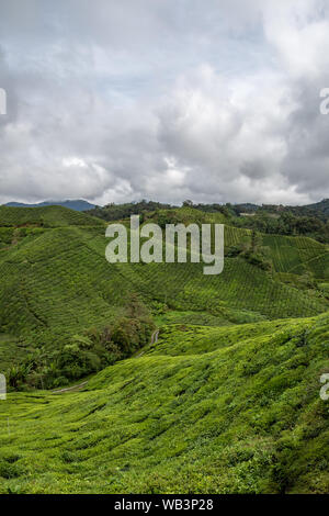 La plantation de thé grande ferme couvrant montagnes à Cameron Highlands en Malaisie Banque D'Images