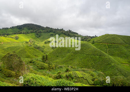 La plantation de thé couvrant montagnes à Cameron Highlands en Malaisie Banque D'Images
