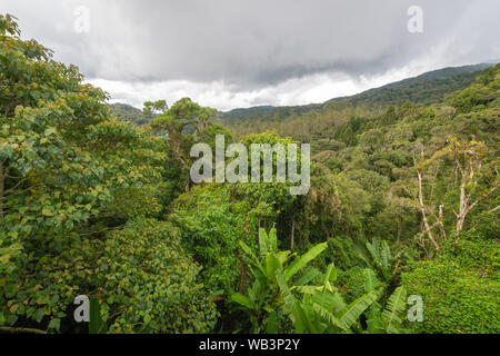 Forêt tropicale à Cameron Highlands Banque D'Images