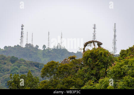 La cime des arbres de forêt tropicale en face de la tour de transmission moderne Banque D'Images