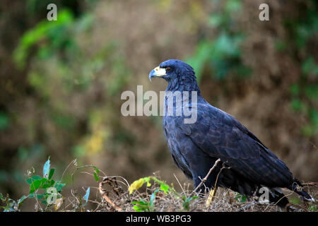 Great Black Hawk (Buteogallus urubitinga) de profil. Porto Jofre, Pantanal, Brésil Banque D'Images