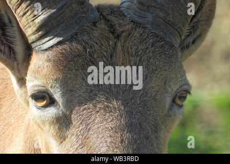 (Bharal Pseudois nayaur), également appelé l'Helan Shan blue sheep, Chinois blue sheep, Himalayan blue sheep ou naur Banque D'Images