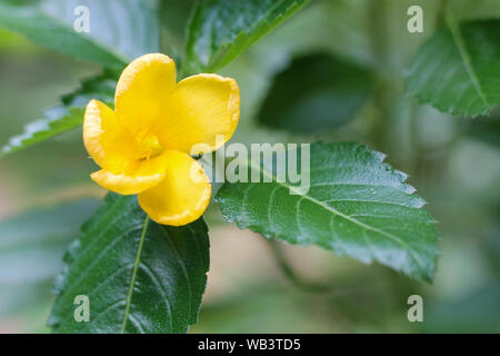 Aîné, jaune, Trumpetbush Trumpetflower, trompette jaune fleur, jaune-trumpetbush Banque D'Images